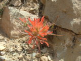 Flower on the South Kaibab Trail, The Grand Canyon, Arizona