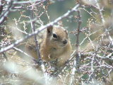 Some of the wildlife in Bryce Canyon, Utah