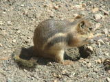 Some of the wildlife in Bryce Canyon, Utah