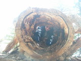 Jo diving into a hollow log, Bryce Canyon, Utah