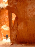 A Cyprus Pine growing at the bottom of Wall Street, Navajo Trail, Bryce Canyon, Utah