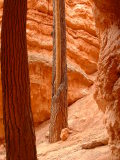 Cypress Pines, Wall Street on the Navajo Trail, Bryce Canyon, Utah