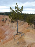 How trees survive ... Bryce Canyon, Utah