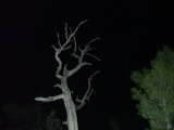 Tree and stars, Sunrise Point, Bryce Canyon, Utah