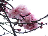 Blossom, Richmond, Tasmania